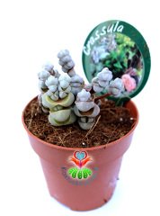 Crassula Arta-Katmanlı Beyaz-Gri Renk Özel Tür Sukulent-8,5 cm Saksıda