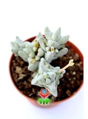 Crassula Arta-Katmanlı Beyaz-Gri Renk Özel Tür Sukulent-8,5 cm Saksıda