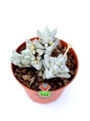 Crassula Deceptrix Hybrid 8,5 cm Saksıda Çok Nadir Tür Sukulent Sınırlı Sayıda