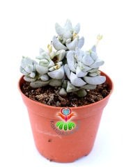 Crassula Deceptrix Hybrid 8,5 cm Saksıda Çok Nadir Tür Sukulent Sınırlı Sayıda