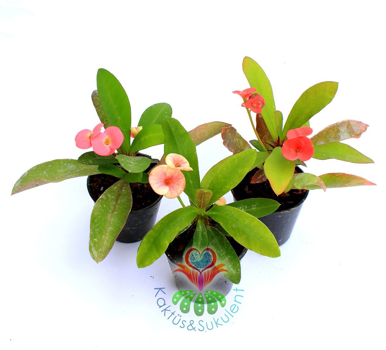 Euphorbia Milii (Dikenler Tacı)-5 Farklı Renk Seçeneği-5,5 cm Saksıda- Çiçeği Üzerinde Kırmızı