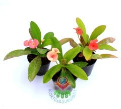 Euphorbia Milii (Dikenler Tacı)-5 Farklı Renk Seçeneği-5,5 cm Saksıda- Çiçeği Üzerinde Kırmızı