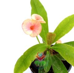 Euphorbia Milii (Dikenler Tacı)-5 Farklı Renk Seçeneği-5,5 cm Saksıda- Çiçeği Üzerinde Kırmızı