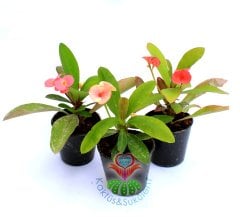 Euphorbia Milii (Dikenler Tacı)-5 Farklı Renk Seçeneği-5,5 cm Saksıda- Çiçeği Üzerinde Kırmızı