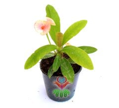 Euphorbia Milii (Dikenler Tacı)-5 Farklı Renk Seçeneği-5,5 cm Saksıda- Çiçeği Üzerinde Kırmızı
