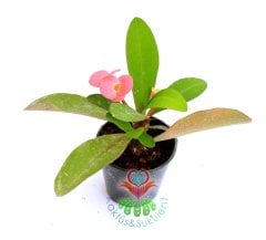Euphorbia Milii (Dikenler Tacı)-5 Farklı Renk Seçeneği-5,5 cm Saksıda- Çiçeği Üzerinde Kırmızı