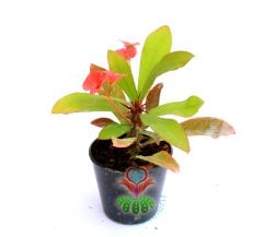 Euphorbia Milii (Dikenler Tacı)-5 Farklı Renk Seçeneği-5,5 cm Saksıda- Çiçeği Üzerinde Kırmızı
