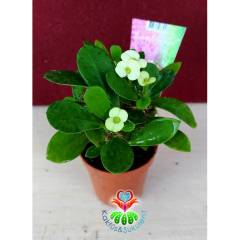 Euphorbia Milii (Dikenler Tacı)-5 Farklı Renk Seçeneği-5,5 cm Saksıda- Çiçeği Üzerinde Kırmızı