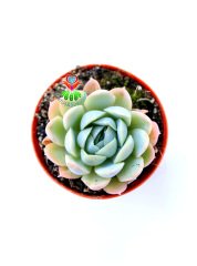 Echeveria Blue Minima-Minik Mavi Yapraklı-5,5 cm Saksıda