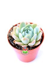 Echeveria Blue Minima-Minik Mavi Yapraklı-5,5 cm Saksıda