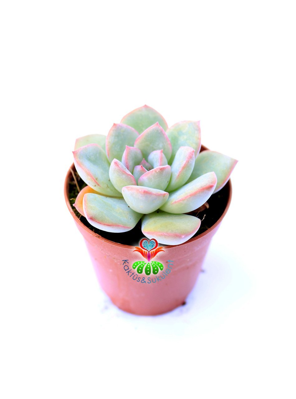 Echeveria Blue Bird-Mavi Renk Sukulent-5,5 cm Saksıda