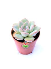 Echeveria Blue Bird-Mavi Renk Sukulent-5,5 cm Saksıda