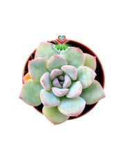 Echeveria Blue Bird-Mavi Renk Sukulent-5,5 cm Saksıda