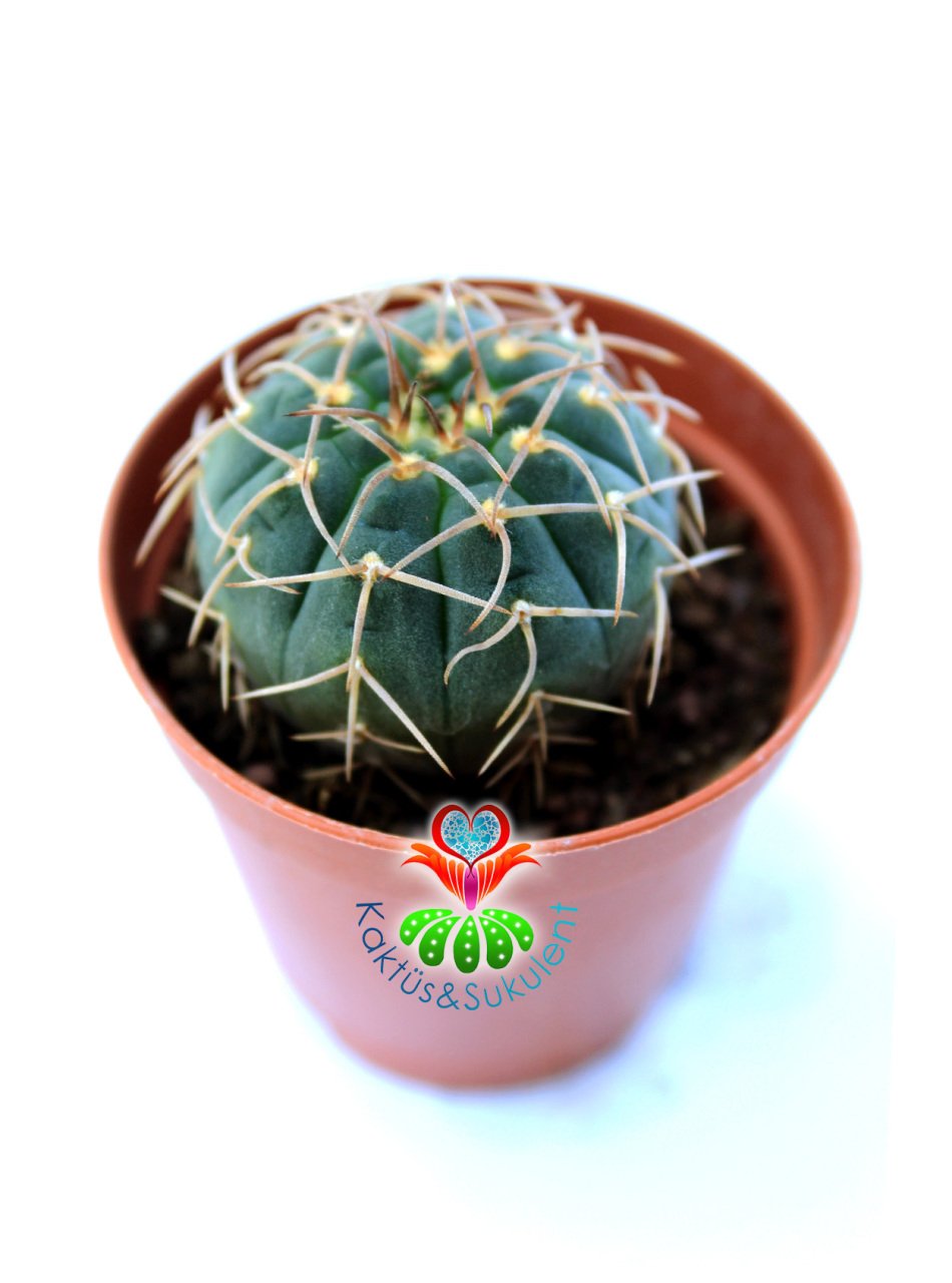 Gymnocalycium Ochoterenae-Beyaz Renk Çiçek açan Kaktüs- -5,5 cm saksıda-Koleksiyon Ürünü Kaktüs