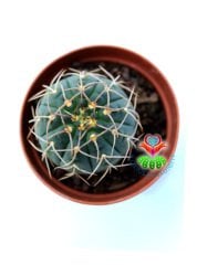 Gymnocalycium Ochoterenae-Beyaz Renk Çiçek açan Kaktüs- -5,5 cm saksıda-Koleksiyon Ürünü Kaktüs