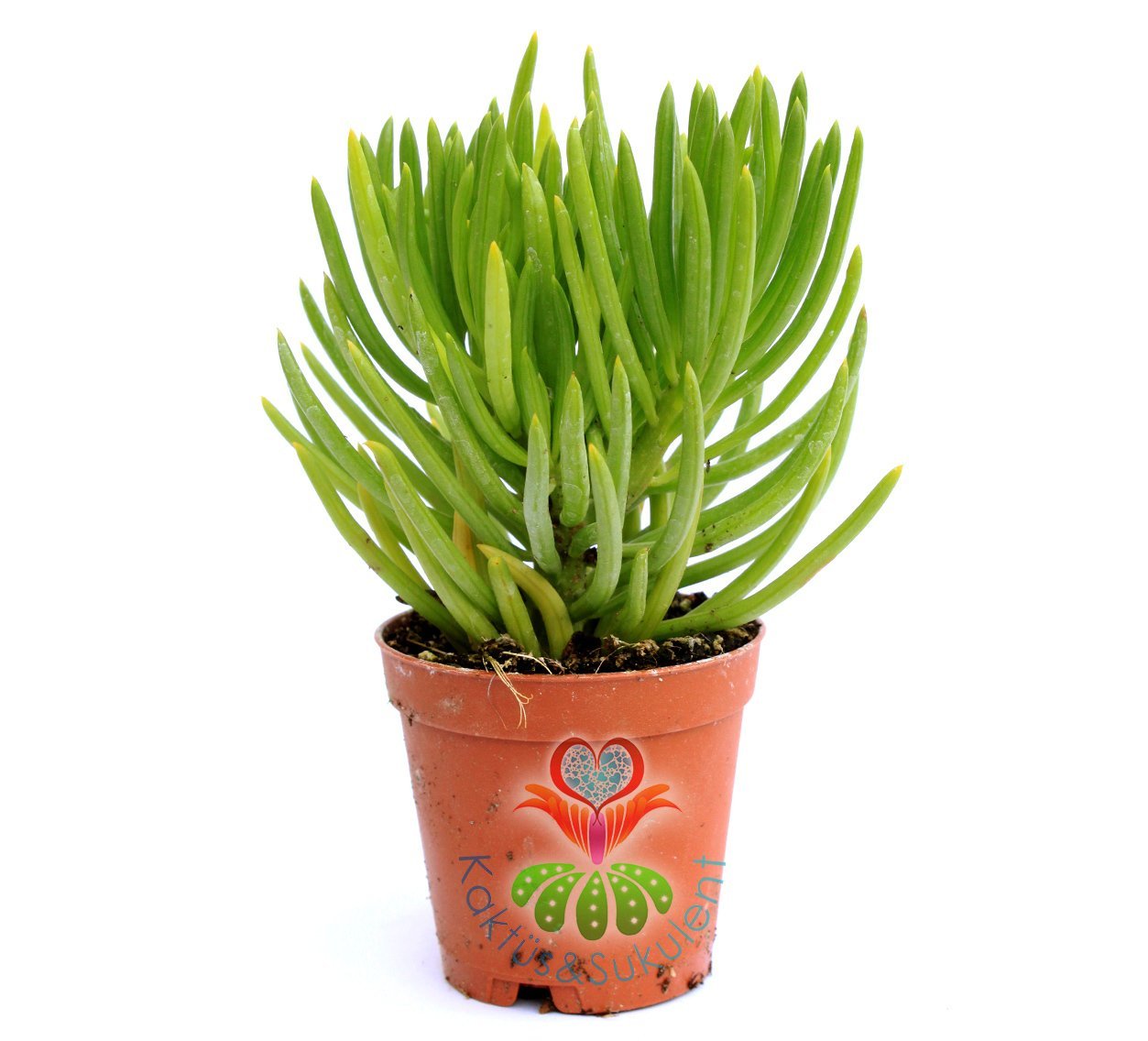 Senecio Barbertonicus 'Himalaya' -Dağ Çimi-Sarı Renk Çiçek Açar-5,5 cm Saksıda- Teraryum