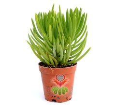 Senecio Barbertonicus 'Himalaya' -Dağ Çimi-Sarı Renk Çiçek Açar-5,5 cm Saksıda- Teraryum