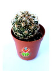 Escobaria Minima Nadir Tür Kaktüs-5,5 cm saksıda-Koleksiyon Ürünü Kaktüs