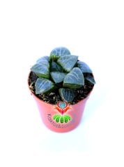 Haworthia Bayeri- Ay Gölgesi -Neredeyse Saydam Yapraklı Nadir Tür-5,5 cm Saksıda Süper Fiyat