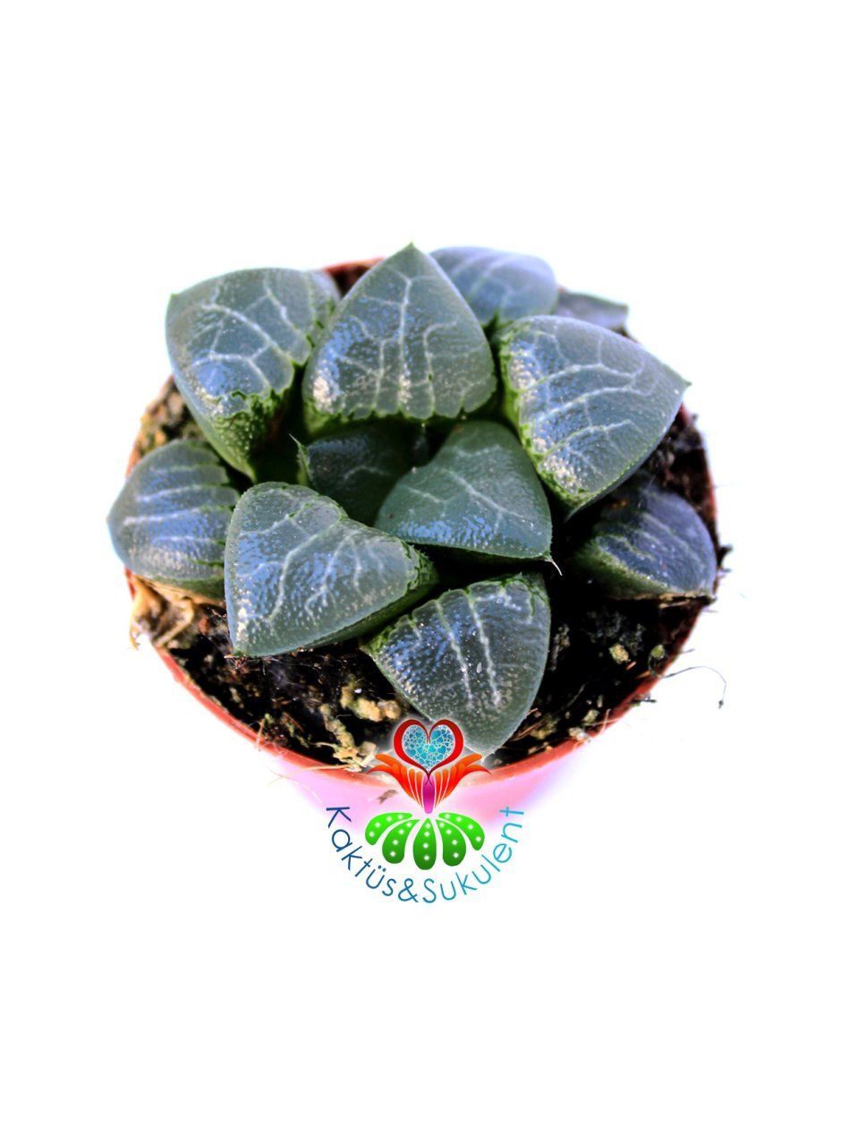 Haworthia Bayeri- Ay Gölgesi -Neredeyse Saydam Yapraklı Nadir Tür-5,5 cm Saksıda Süper Fiyat