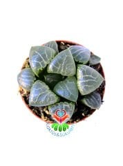 Haworthia Bayeri- Ay Gölgesi -Neredeyse Saydam Yapraklı Nadir Tür-5,5 cm Saksıda Süper Fiyat