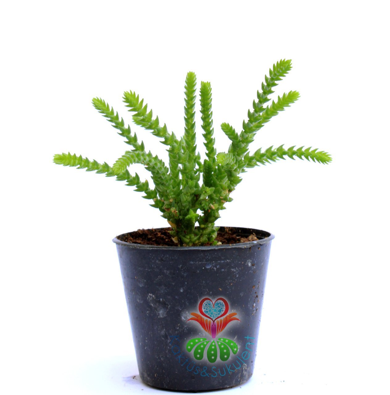 Crassula Muscosa-Watch Chain, Princess Pine -Prenses Çamı-5,5 cm saksıda -Teraryum, Kaktüs