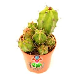 Kaktüs, Trichocereus Spachianus Parlak Canlı Renkli Uzayarak Büyür -5,5 cm Saksıda En Az 3 Kök