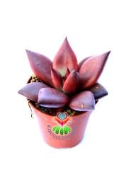 Echeveria 'Taurus' - Doğal Kırmızı Renk Sukulent-5,5 cm Saksıda-Rengi Güneşte Koyulaşır-1.Sınıf İthal