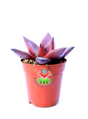 Echeveria 'Taurus' - Doğal Kırmızı Renk Sukulent-5,5 cm Saksıda-Rengi Güneşte Koyulaşır-1.Sınıf İthal