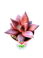 Echeveria 'Taurus' - Doğal Kırmızı Renk Sukulent-5,5 cm Saksıda-Rengi Güneşte Koyulaşır-1.Sınıf İthal
