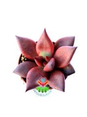 Echeveria 'Taurus' - Doğal Kırmızı Renk Sukulent-5,5 cm Saksıda-Rengi Güneşte Koyulaşır-1.Sınıf İthal