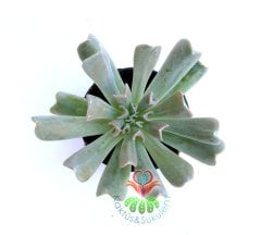 Echeveria Runyonii -Mükemmel Kalp Yapraklı Beyaz Renk- 5,5 cm saksıda-Teraryum,Kaktus