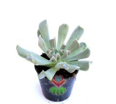 Echeveria Runyonii -Mükemmel Kalp Yapraklı Beyaz Renk- 5,5 cm saksıda-Teraryum,Kaktus