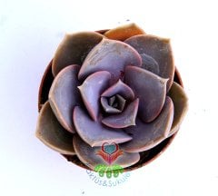 Echeveria Perle Von Nurnberg -Güneşte Mor Tonları Çoğalır-5,5 cm Saksıda-Teraryum,Kaktüs