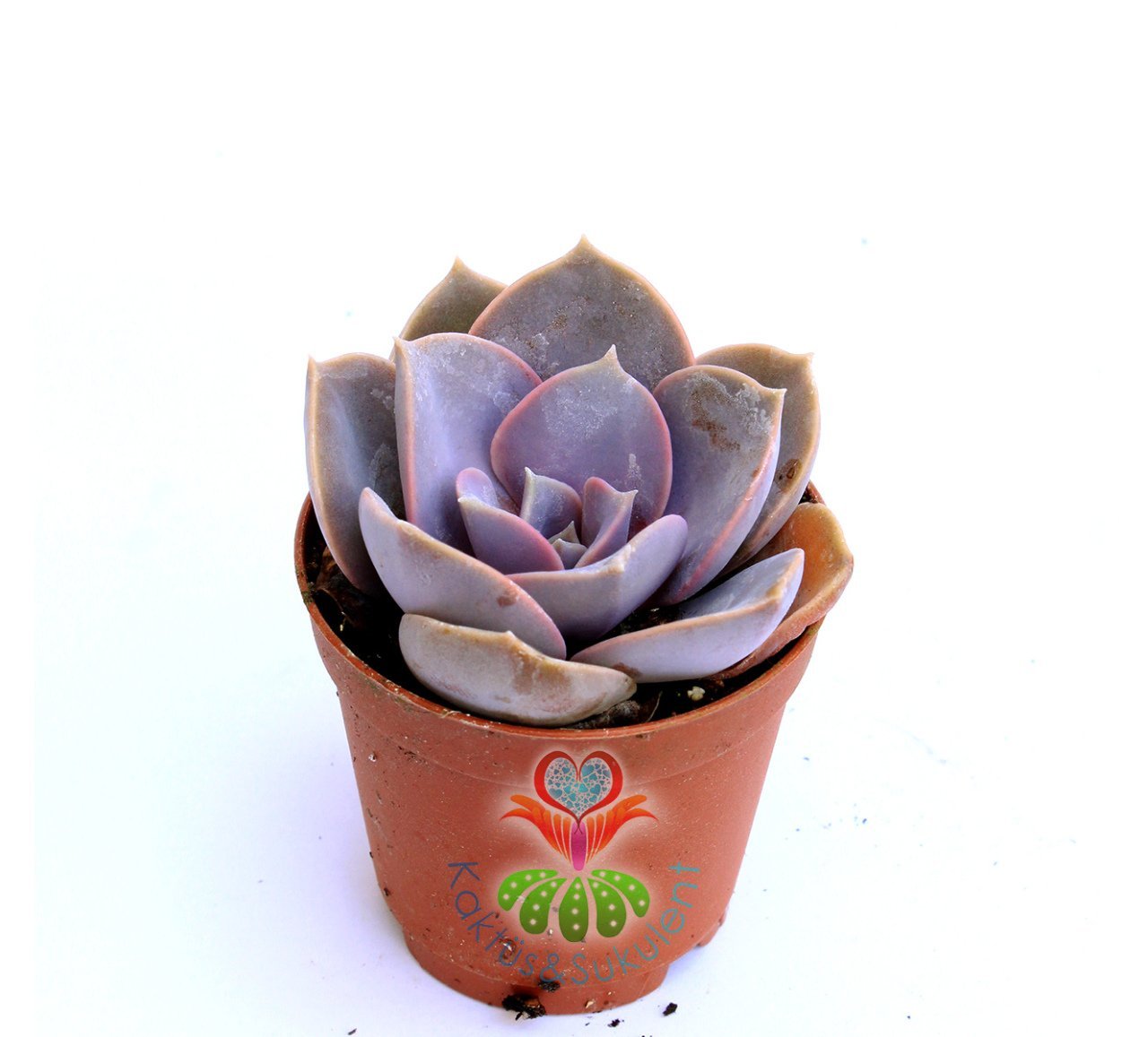 Echeveria Perle Von Nurnberg -Güneşte Mor Tonları Çoğalır-5,5 cm Saksıda-Teraryum,Kaktüs