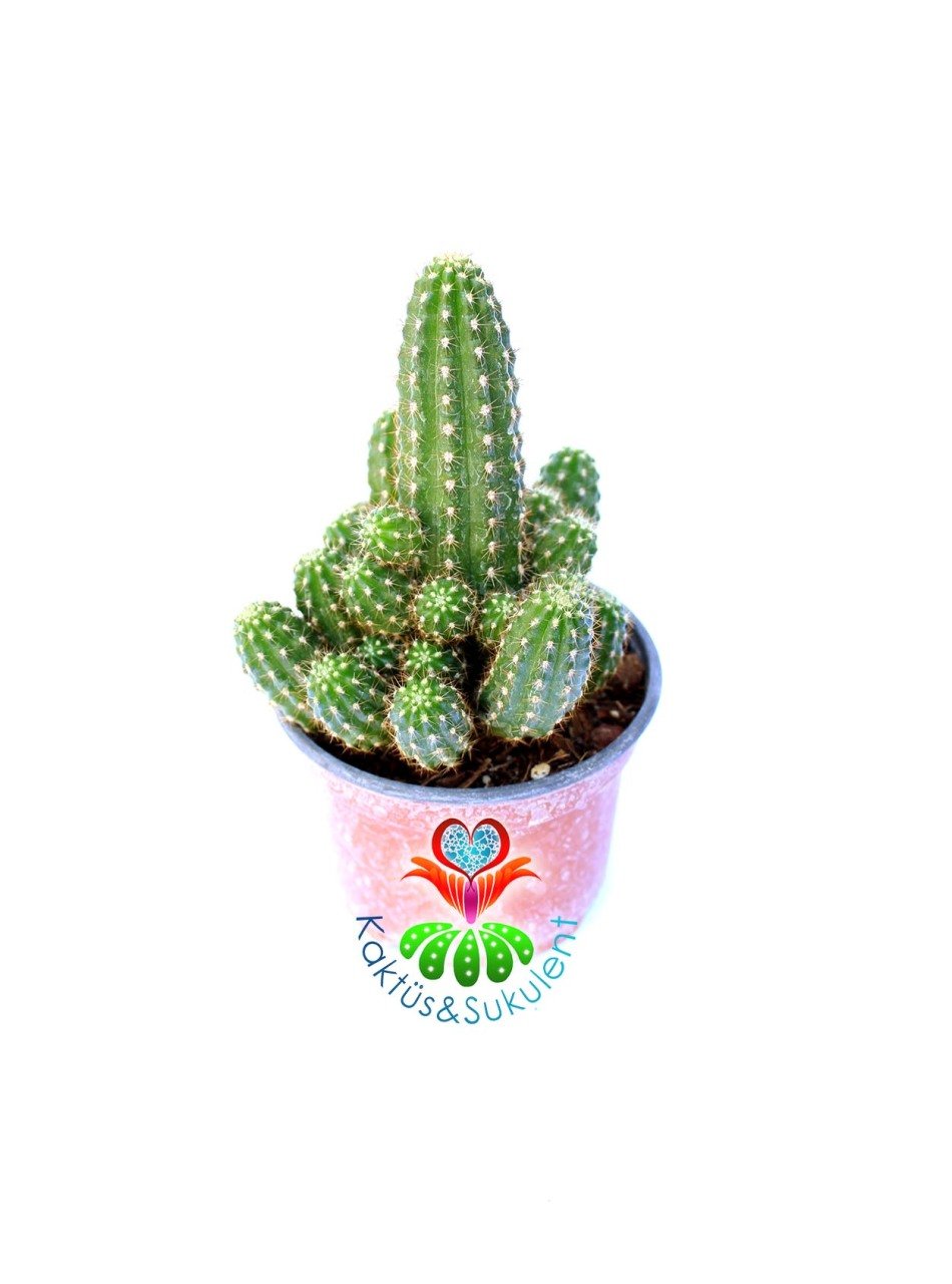 Chamaecereus Silvestrii Hybrid-8,5 cm Saksıda-Açık Turuncu Renk Çiçek Açar - 1. Sınıf İthal