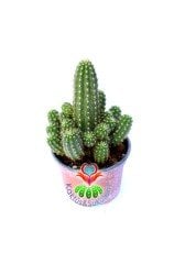 Chamaecereus Silvestrii Hybrid-8,5 cm Saksıda-Açık Turuncu Renk Çiçek Açar - 1. Sınıf İthal