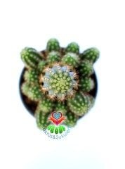 Chamaecereus Silvestrii Hybrid-8,5 cm Saksıda-Açık Turuncu Renk Çiçek Açar - 1. Sınıf İthal