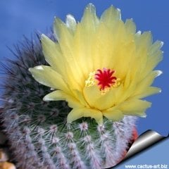 Notocactus Scopa Albispinus-Bembayaz Dikenli Sarı Çiçek Açar-8,5 cm Saksıda