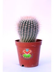 Notocactus Scopa Albispinus-Bembayaz Dikenli Sarı Çiçek Açar-8,5 cm Saksıda