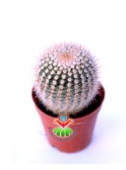 Notocactus Scopa Albispinus-Bembayaz Dikenli Sarı Çiçek Açar-8,5 cm Saksıda