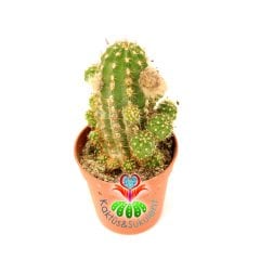 Kaktüs, Chamaecereus Silvestrii Hybrid-5,5 cm Saksıda-Fuşya Renk Çiçek Açar - 1. Sınıf İthal