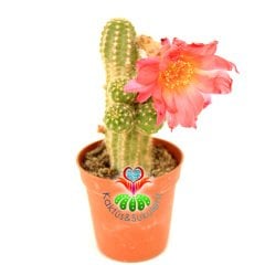 Kaktüs, Chamaecereus Silvestrii Hybrid-5,5 cm Saksıda-Fuşya Renk Çiçek Açar - 1. Sınıf İthal