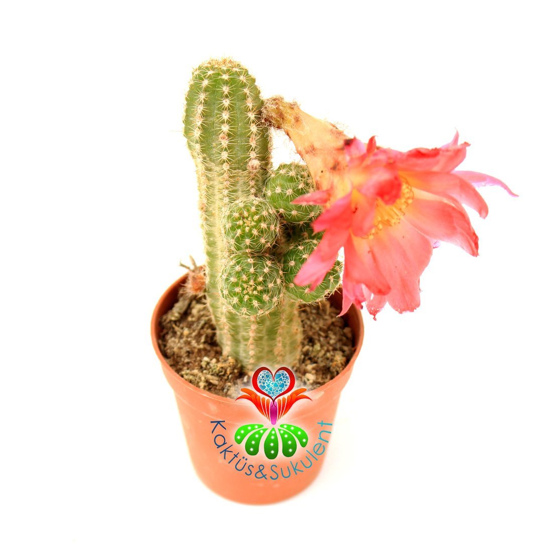 Kaktüs, Chamaecereus Silvestrii Hybrid-5,5 cm Saksıda-Fuşya Renk Çiçek Açar - 1. Sınıf İthal