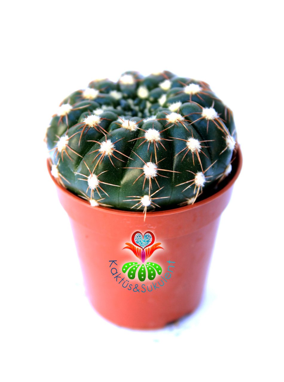 Notocactus Uebelmannianus f. Inermis-Dikensiz Pamuklu  Kaktüs 5,5 cm Saksı Dolusu