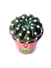 Notocactus Uebelmannianus f. Inermis-Dikensiz Pamuklu  Kaktüs 5,5 cm Saksı Dolusu
