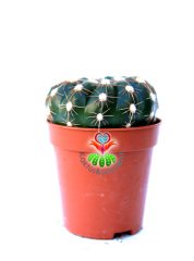 Notocactus Uebelmannianus f. Inermis-Dikensiz Pamuklu  Kaktüs 5,5 cm Saksı Dolusu