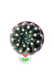 Notocactus Uebelmannianus f. Inermis-Dikensiz Pamuklu  Kaktüs 5,5 cm Saksı Dolusu