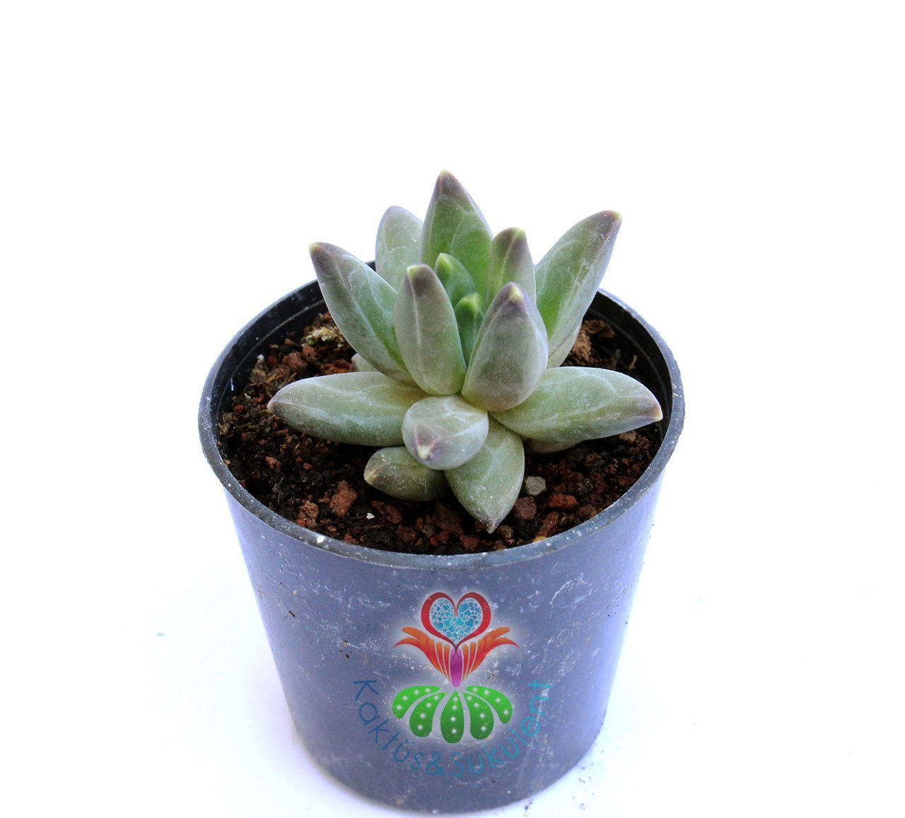 Pachyphytum Compactum -Mükemmel Formlu Rozet Sukkulent- 5,5 cm saksıda-Teraryum,Kaktus