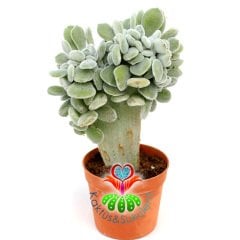 Kemik Sukulent, Echeveria Setosa Cristata 7 cm Saksıda Beyaz Renk Tüylü Yapraklı Sert Kemik Formlu Gövdeli